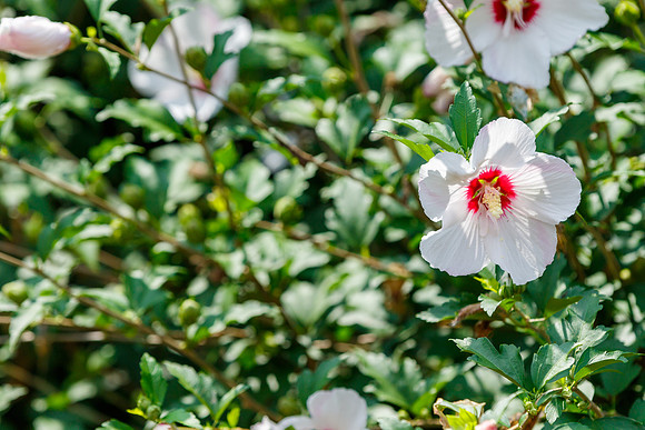 Rose of Sharon