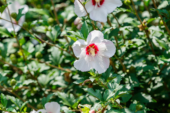 Rose of Sharon