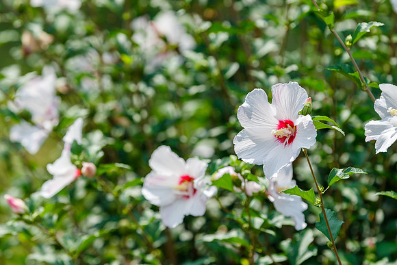 Rose of Sharon