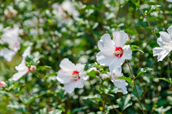 Rose of Sharon