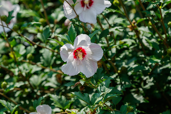 Rose of Sharon