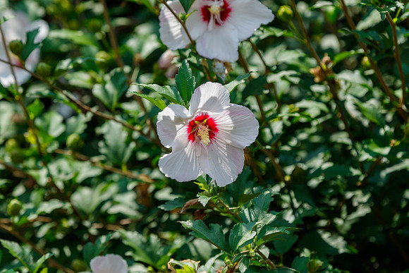 Rose of Sharon