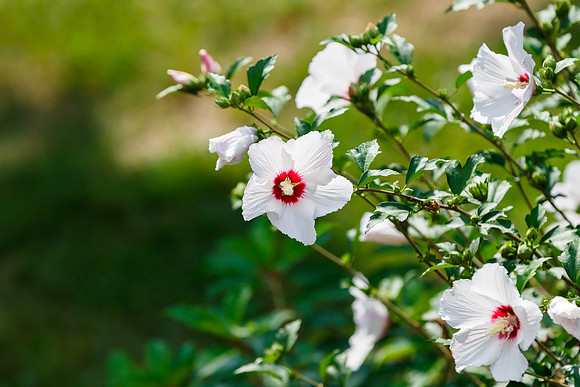 Rose of Sharon