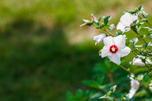 Rose of Sharon
