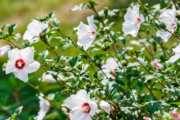 Rose of Sharon
