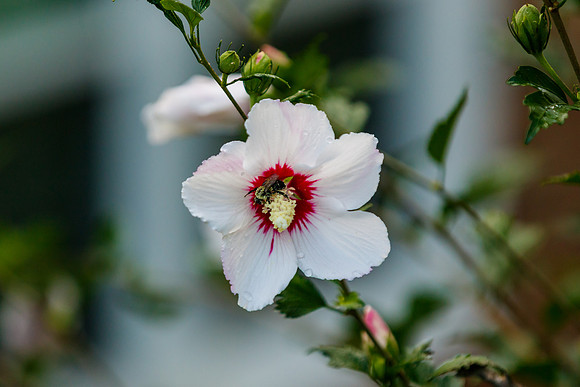 Bee and Rose of Sharon