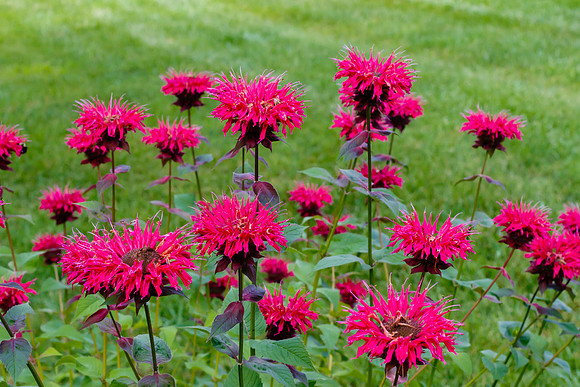 Bee Balm