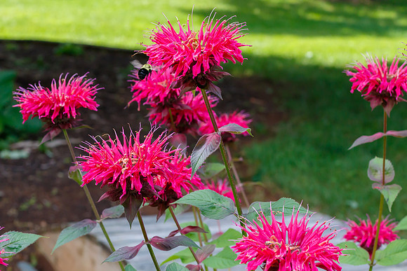 Bee Balm