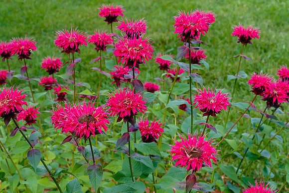 Bee Balm