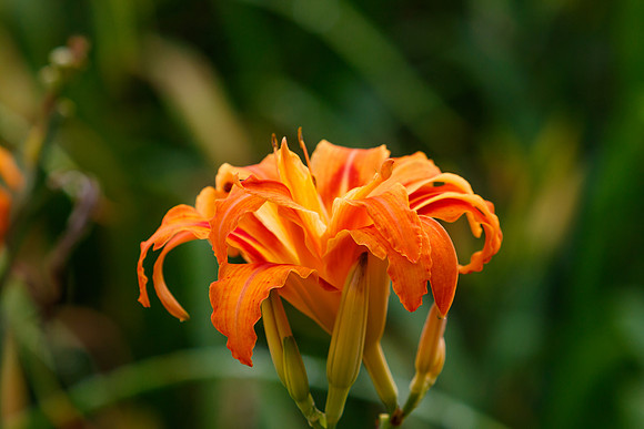 Daylily