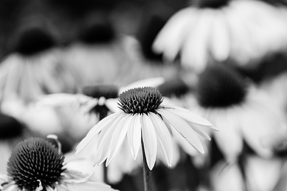 Cone Flowers