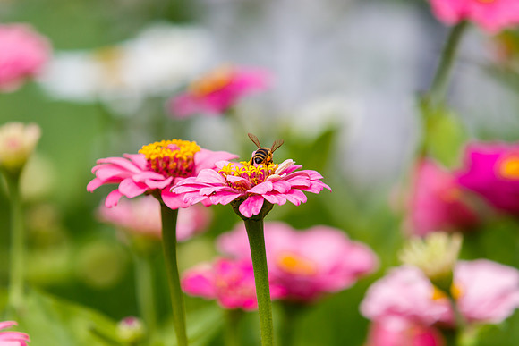 Marigold Flowers