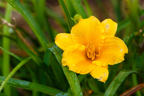 Daylilies