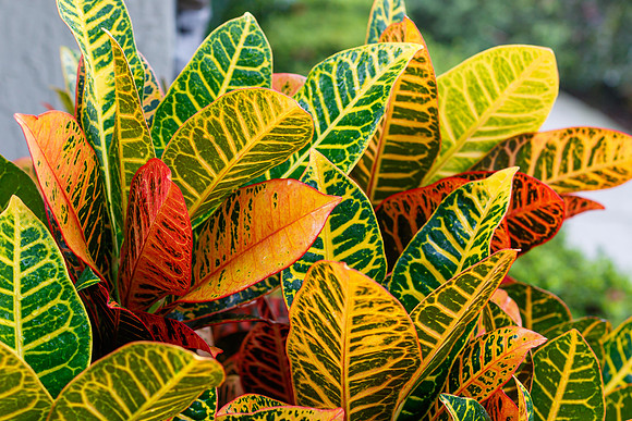 Croton Leaves