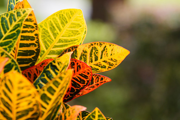 Croton Leaves