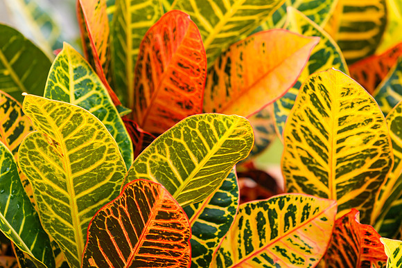 Croton Leaves