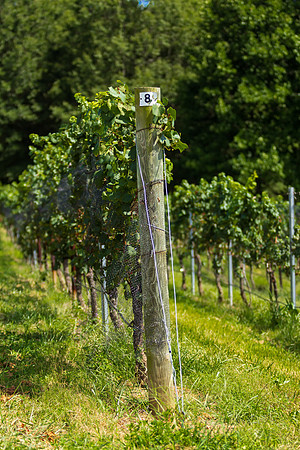 Vineyard Tellis and Grape Vine