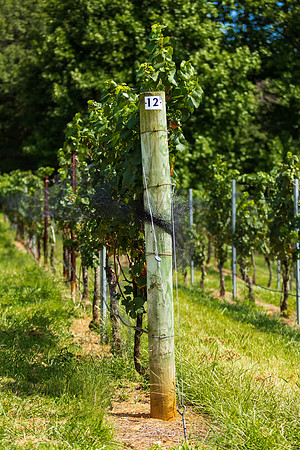 Vineyard Tellis and Grape Vine