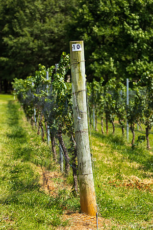 Vineyard Tellis and Grape Vine