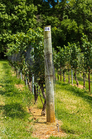 Vineyard Tellis and Grape Vine