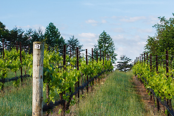 Vineyard