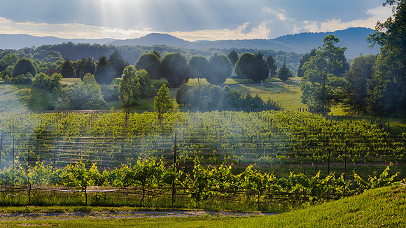 Stormy Vineyard