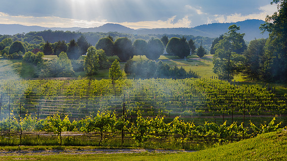 Stormy Vineyard