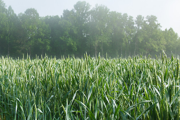Corn Field