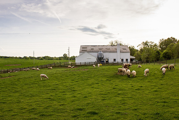 Rural Livestock Farm