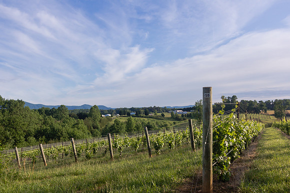 Mountain Vineyard