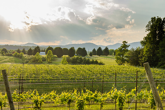 Stormy Vineyard