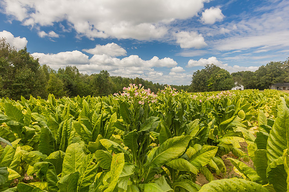 Tobacco Field