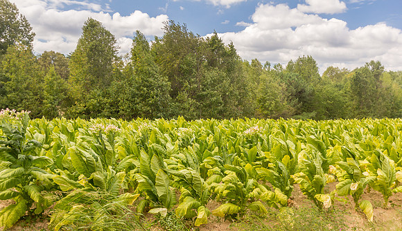 Tobacco Field