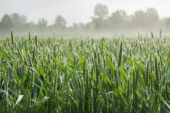 Corn Field