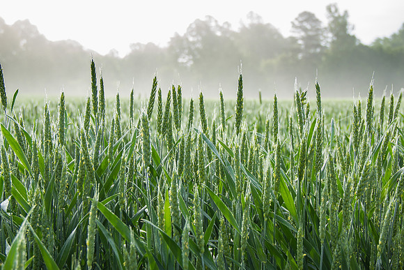 Corn Field
