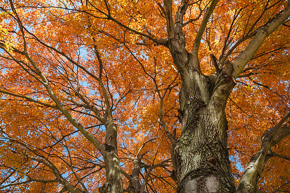 Yellow Maple Tree