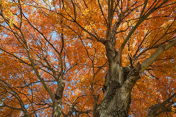 Yellow Maple Tree