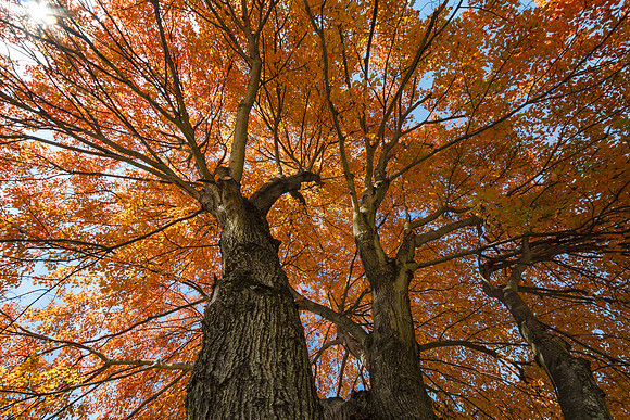 Yellow Maple Tree