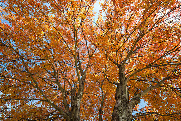 Yellow Maple Tree