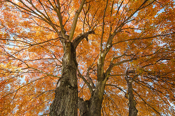 Yellow Maple Tree