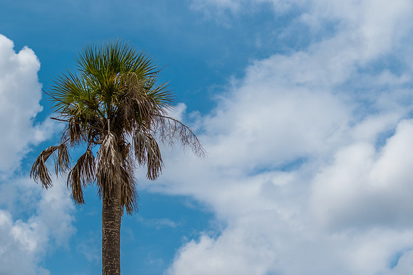 Palm Tree