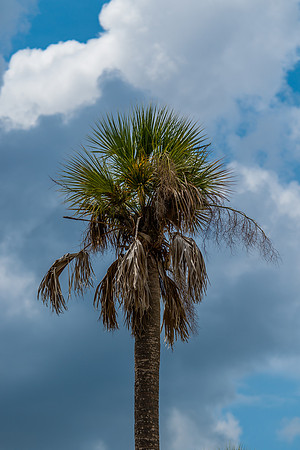 Palm Tree