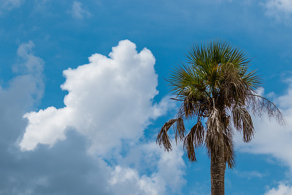Palm Tree