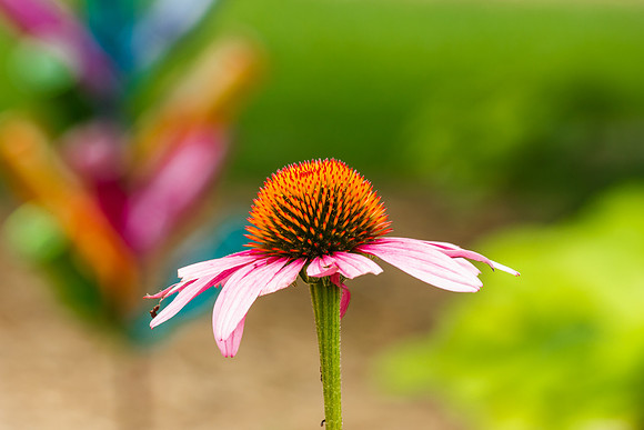 Cone Flower