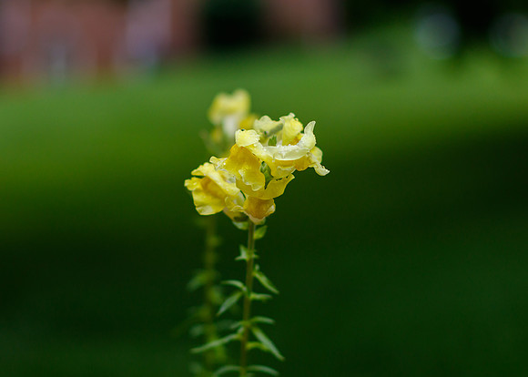 Yellow Snapdragon