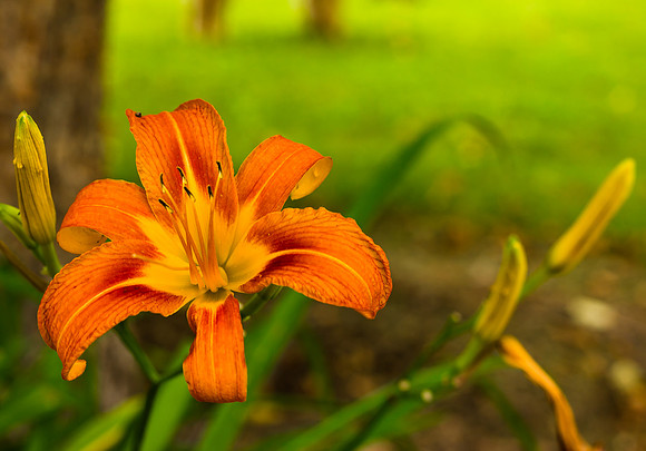 Daylilies