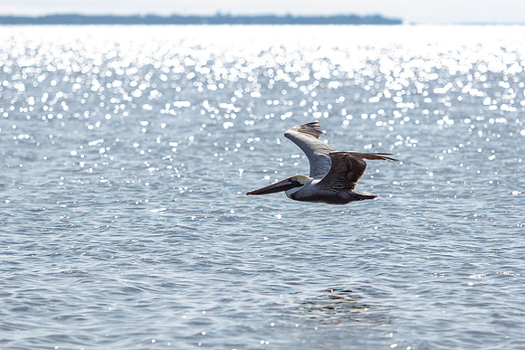 Brown Pelican