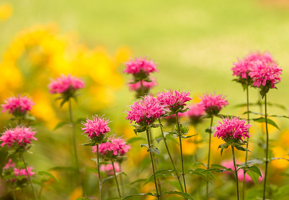 Bee Balm