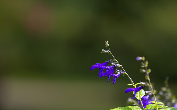 Salvia