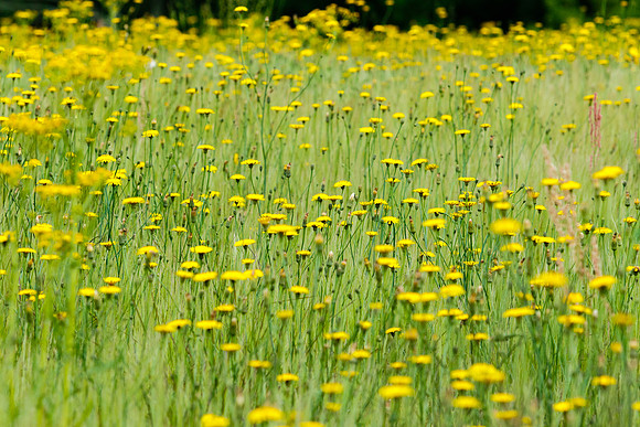 Yellow Wildflowers